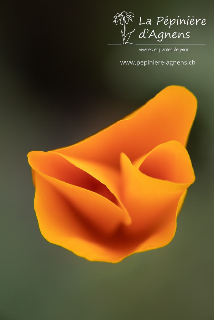 Eschscholzia californica- La pépinière d'Agnens