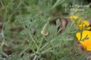 Eschscholzia californica- La pépinière d'Agnens