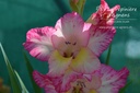 Gladiolus grandes fleurs 'Priscilla'