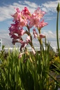 Gladiolus grandes fleurs 'Priscilla'