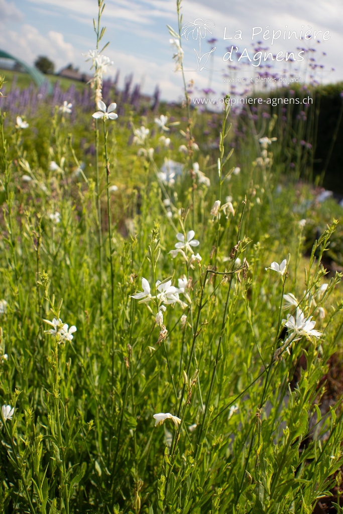 Gaura lindheimeri 'Cool Breeze' - La Pépinière d'Agnens