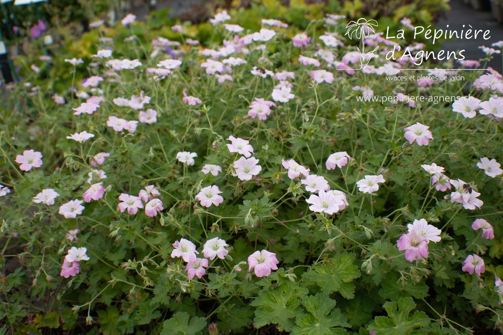 Geranium hybride 'Dreamland'® - La Pépinière d'Agnens