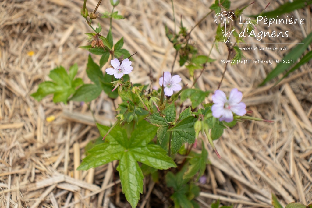 Geranium nodosum - La Pépinière d'Agnens