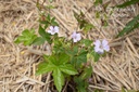 Geranium nodosum - La Pépinière d'Agnens