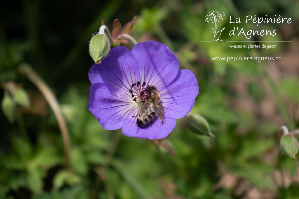 Geranium hybride 'Rozanne'® - La Pépinière d'Agnens