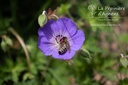 Geranium hybride 'Rozanne'® - La Pépinière d'Agnens