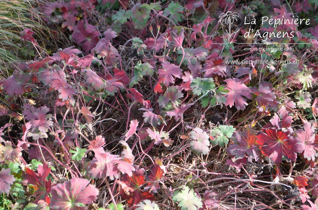 Geranium wlassovianum - La Pépinière d'Agnens