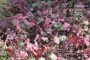 Geranium wlassovianum - La Pépinière d'Agnens