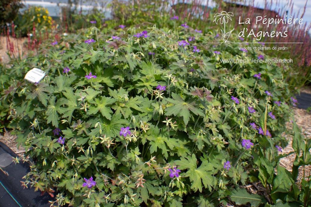 Geranium wlassovianum - La Pépinière d'Agnens