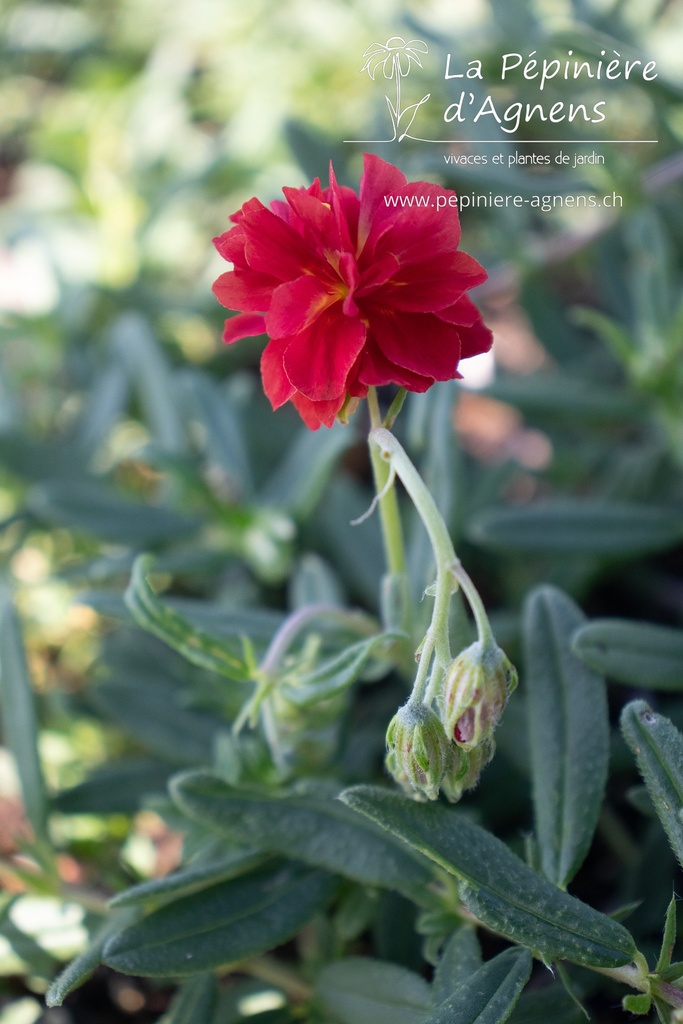 Helianthemum hybride 'Amabile Plenum' - La pépinière d'Agnens