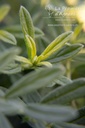 Helianthemum hybride 'Golden Queen' - La pépinière d'Agnens