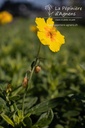 Helianthemum hybride 'Golden Queen' - La pépinière d'Agnens