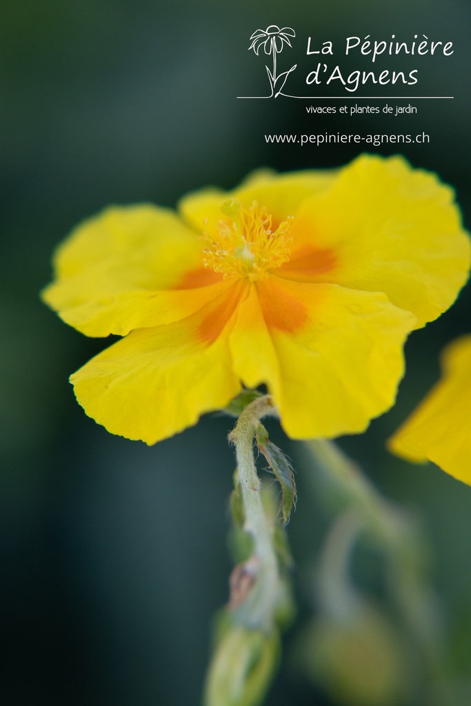 Helianthemum hybride 'Golden Queen' - La pépinière d'Agnens