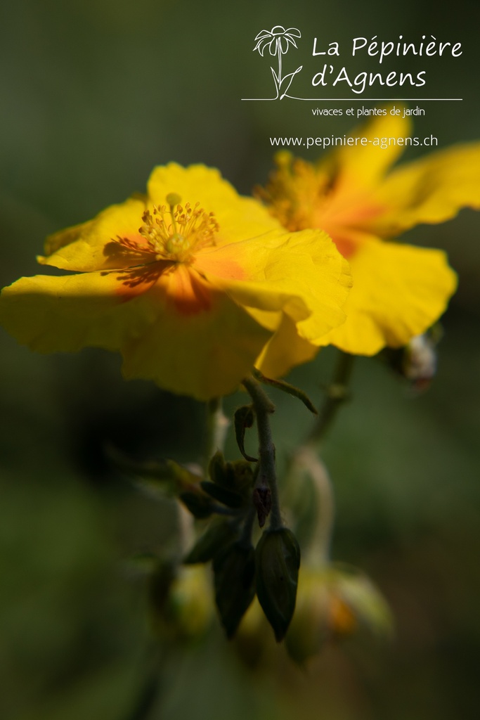 Helianthemum hybride 'Golden Queen' - La pépinière d'Agnens