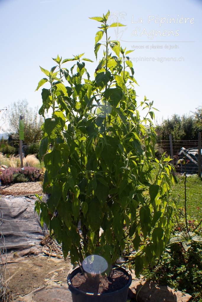 Helianthus strumosus - La pépinière d'Agnens