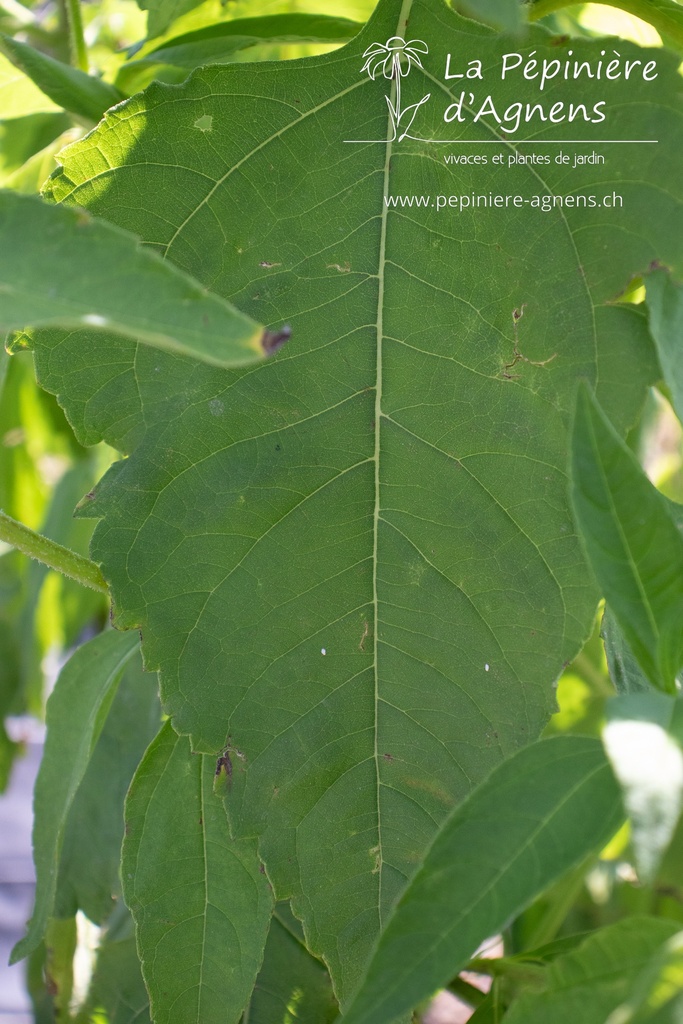 Helianthus strumosus - La pépinière d'Agnens