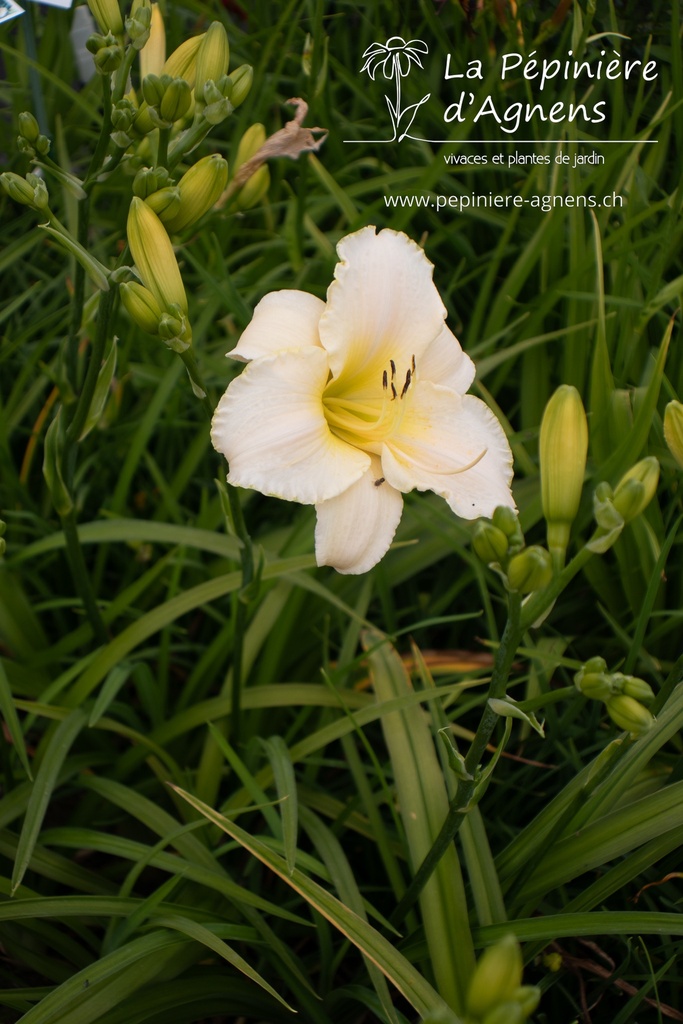 Hemerocallis hybride 'Arctic Snow' - La pépinière d'Agnens