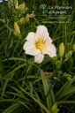 Hemerocallis hybride 'Arctic Snow' - La pépinière d'Agnens