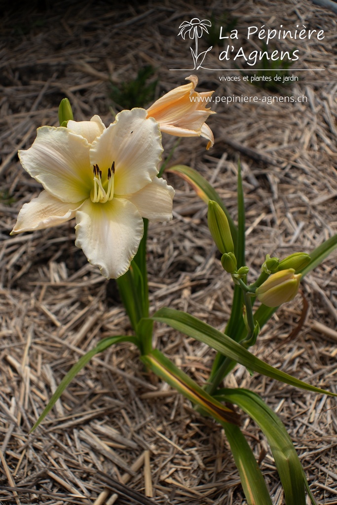 Hemerocallis hybride 'Arctic Snow'- La pépinière d'Agnens