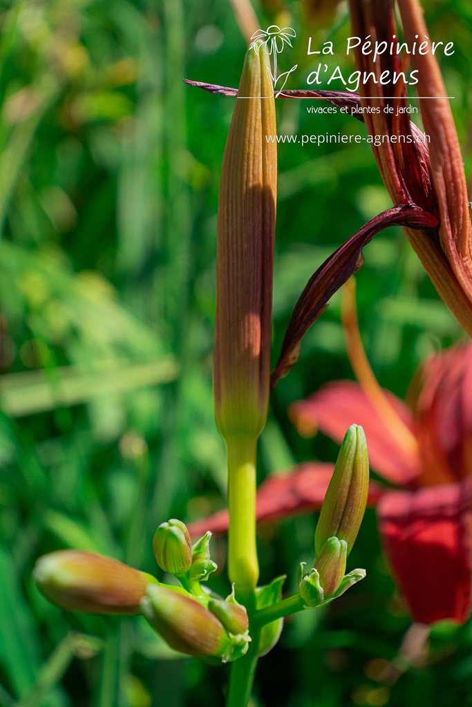 Hemerocallis hybride 'Crimson Pirate' - La pépinière d'Agnens