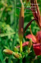 Hemerocallis hybride 'Crimson Pirate' - La pépinière d'Agnens