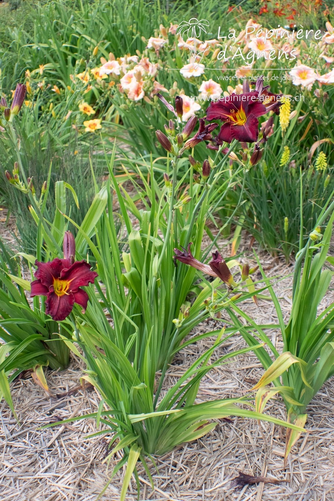 Hemerocallis hybride 'Ed Murray' - La pépinière d'Agnens