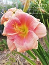 Hemerocallis hybride 'Janice Brown' - La pépinière d'Agnens