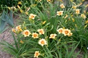 Hemerocallis hybride 'Little Cadet' - La pépinière d'Agnens