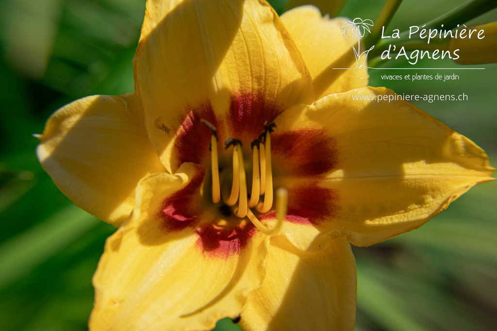 Hemerocallis hybride 'Little Cadet' - La pépinière d'Agnens