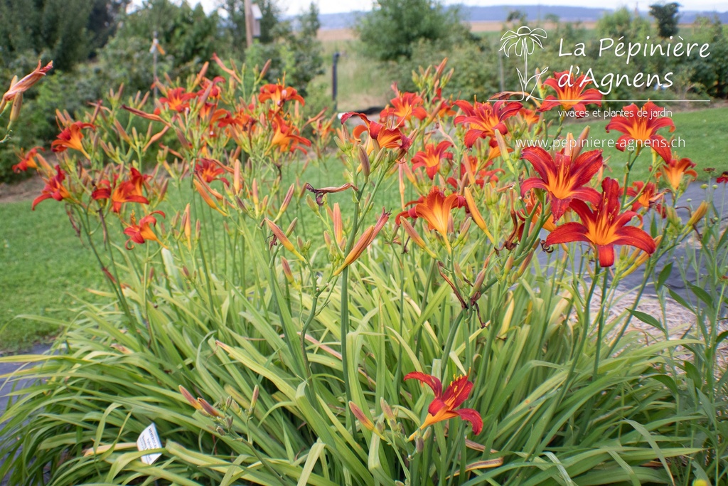 Hemerocallis hybride 'Sammy Russell' - La pépinière d'Agnens