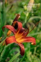 Hemerocallis hybride 'Sammy Russell' - La pépinière d'Agnens