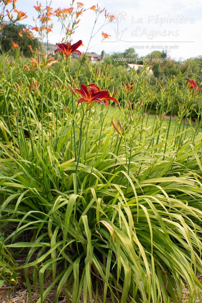 Hemerocallis hybride 'Sammy Russell' - La pépinière d'Agnens