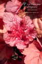 Heuchera hybride 'Fire Alarm' - La pépinière d'Agnens