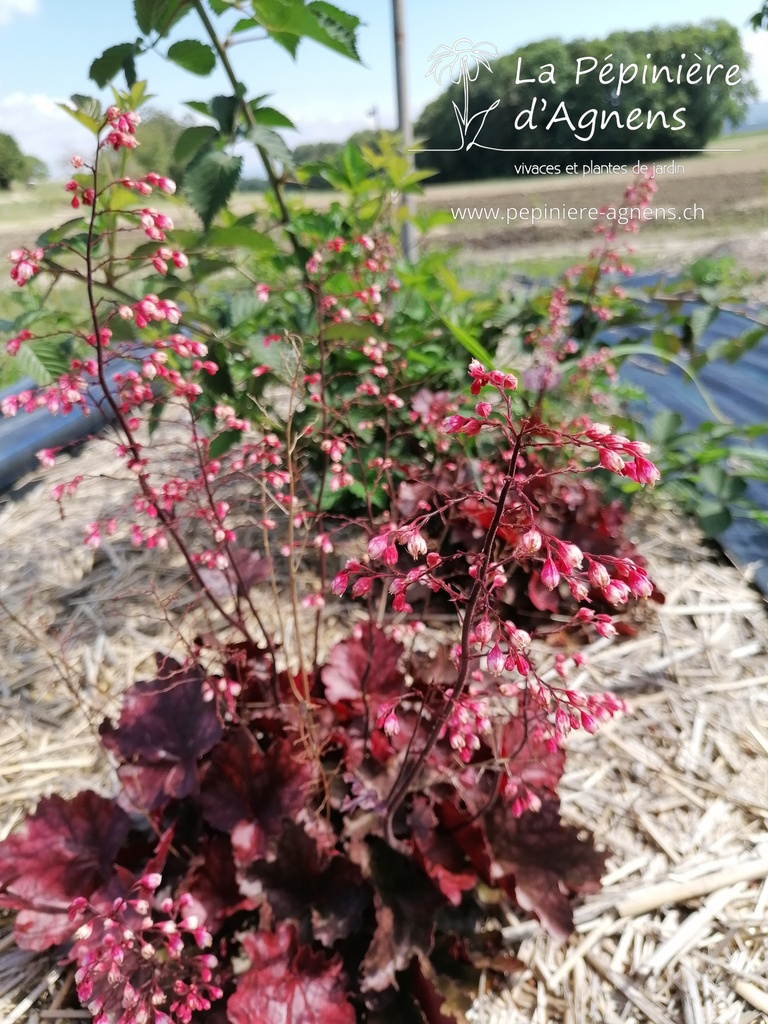 Heuchera hybride 'Fire Alarm' - La pépinière d'Agnens