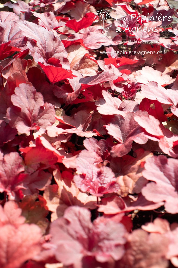 Heuchera hybride 'Fire Alarm' - La pépinière d'Agnens