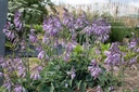 Hosta hybride 'Blue Cadet' - La pépinière d'Agnens