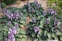 Hosta hybride 'Blue Mouse Ears' - La pépinière d'Agnens