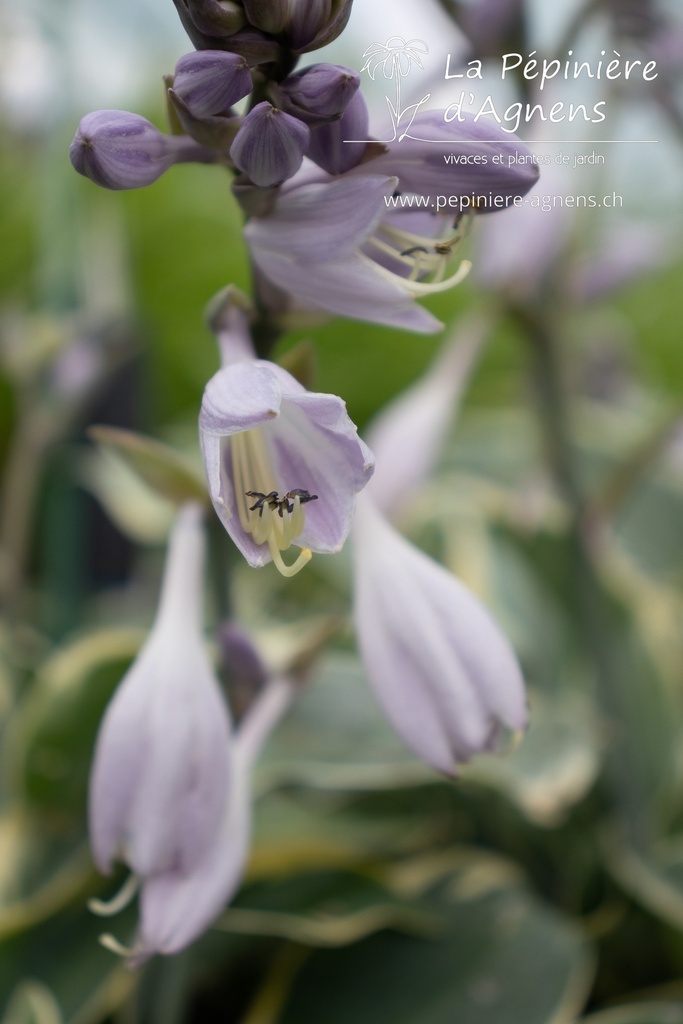 Hosta hybride 'First Frost' - La pépinière d'Agnens