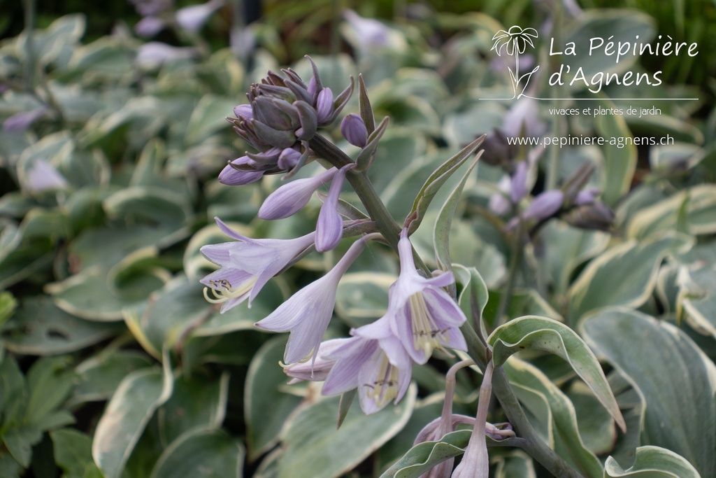 Hosta hybride 'First Frost' - La pépinière d'Agnens