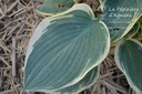 Hosta hybride 'First Frost' - La pépinière d'Agnens