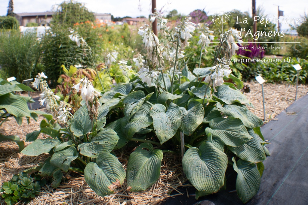 Hosta sieboldiana 'Elegans' - La pépinière d'Agnens