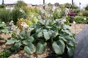 Hosta sieboldiana 'Elegans' - La pépinière d'Agnens