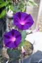 Ipomoea purpurea 'Velours de nuit' - La pépinière d'Agnens