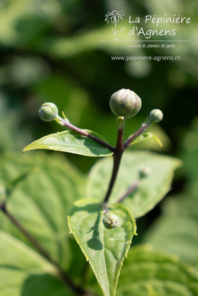 Kirengeshoma palmata - La pépinière d'Agnens