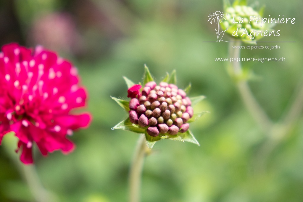 Knautia macedonica - La pépinière d'Agnens