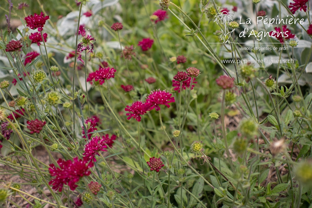 Knautia macedonica - La pépinière d'Agnens