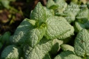 Lamium maculatum 'White Nancy' - La pépinière d'Agnens