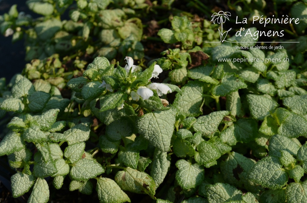 Lamium maculatum 'White Nancy' - La pépinière d'Agnens