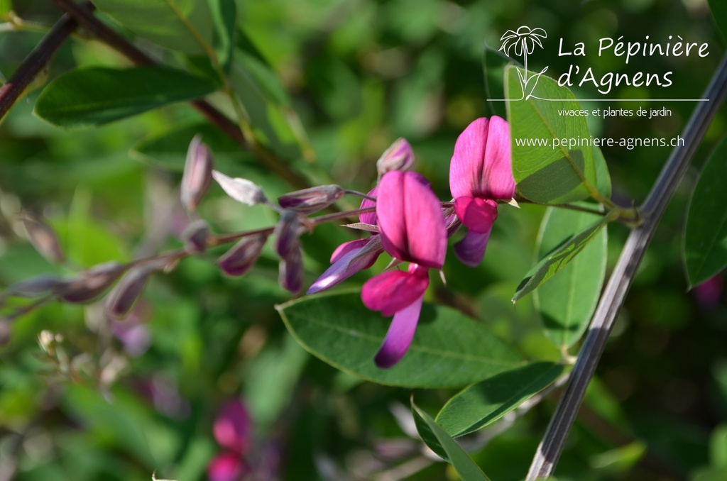 Lespedeza thunbergii - La pépinière d'Agnens