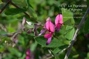 Lespedeza thunbergii - La pépinière d'Agnens